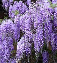 wisteria for a cottage garden