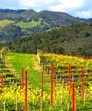 California wine country at Aurora Park Cottages