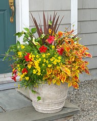 Colorful container gardening make a great alternative for a cottage garden.
