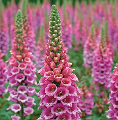Foxglove plants from White Flower Farm are perfect for the cottage garden