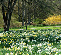 White Flower Farm Daffodils