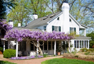 wisteria is a fragrant choice for your cottage garden 