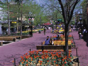 Spring flowers at the pedestrian mall in Boulder
